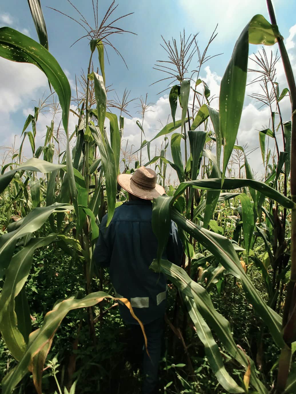 Crop Identifier