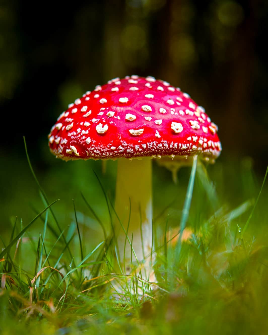 Mushroom Type Identifier