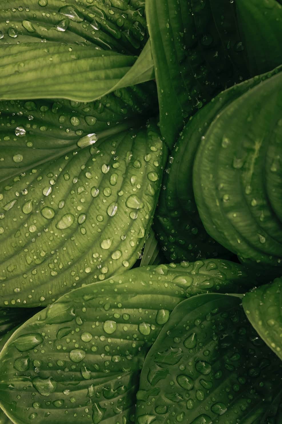 Plant Disease Detector