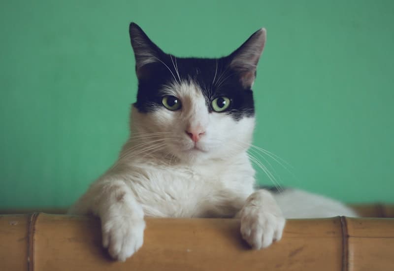 Cat Identifier