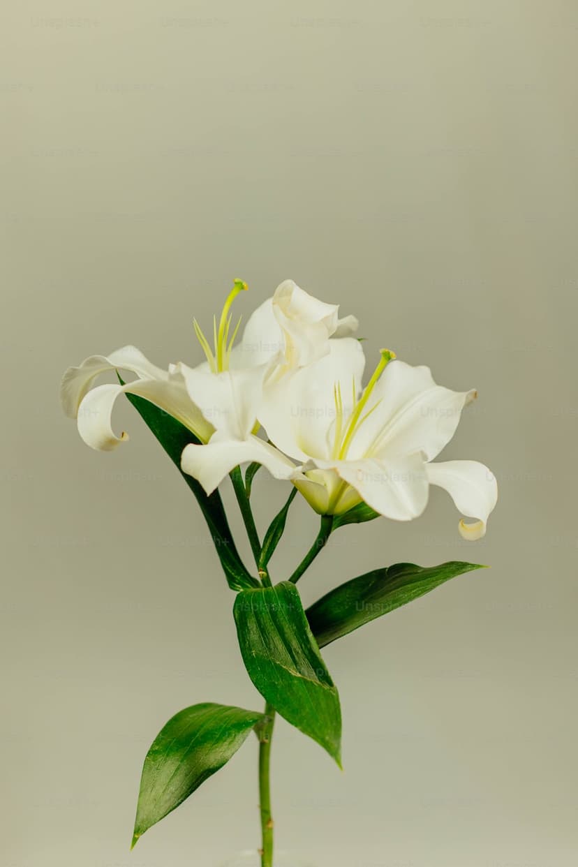 Flower Identifier