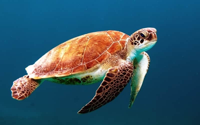 Animal Identifier