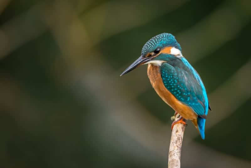 Bird Identifier
